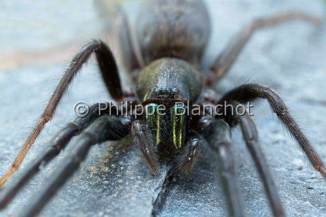 Segestriidae_4960.JPG - France, Pyrénées-Atlantiques (64), Araneae, Segestriidae, Araignée, Ségestrie (Segestria florentina), portrait d'une femelle, Tube web spider or Cellar spider, in "Portraits d'araignées" de Christine Rollard et Philippe Blanchot, ed. Quae
