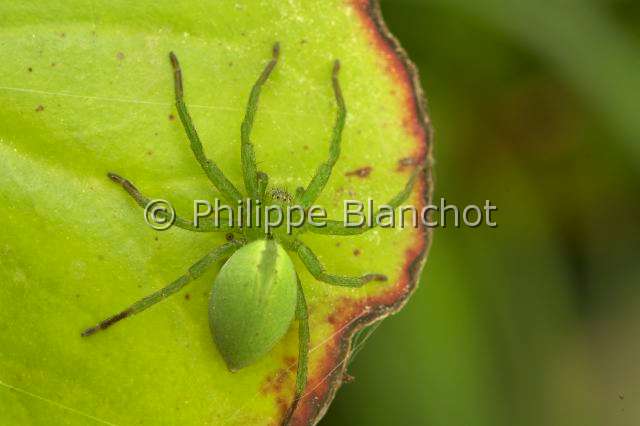 Sparassidae_0009.JPG - France, Araneae, Sparassidae, Micrommate verte (Micrommata virescens), Sparassidae, femelle, 15 mm, Green Huntsman Spider, in "Portraits d'araignées" de Christine Rollard et Philippe Blanchot, ed. Quae