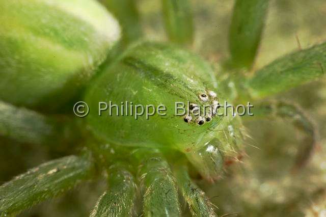 Sparassidae_0070.JPG - France, Araneae, Sparassidae, Micrommate verte (Micrommata virescens), Sparassidae, femelle, 15 mm, portrait, Green Huntsman Spider, in "Portraits d'araignées" de Christine Rollard et Philippe Blanchot, ed. Quae