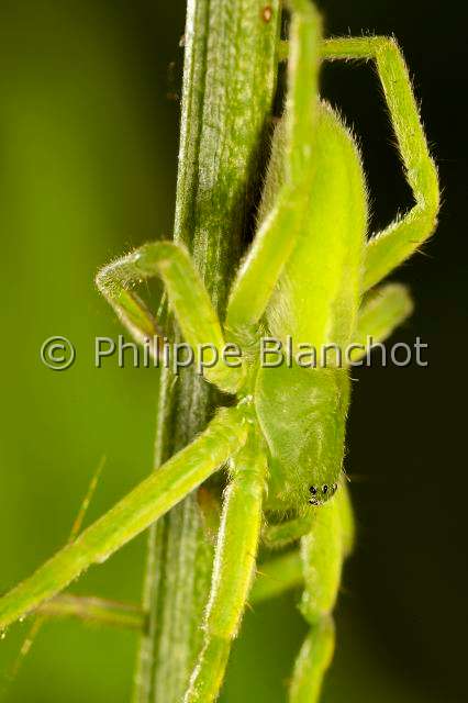 Sparassidae_3327.JPG - France, Morbihan (56), Araneae, Sparassidae, Micrommate verte (Micrommata virescens), Green Huntsman Spider, in "Portraits d'araignées" de Christine Rollard et Philippe Blanchot, ed. Quae