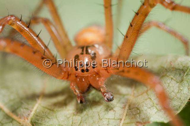 Tetragnathidae_0605.JPG - France, Araneae, Tetragnathidae (Metidae), Araignée, Méta d'automne (Metellina segmentata), portrait, Lesser garden spider or Autumn spider
