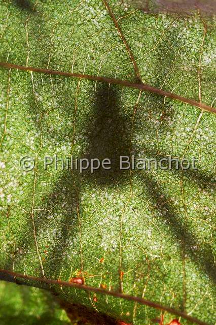 Tetragnathidae_0616.JPG - France, Araneae, Tetragnathidae (Metidae), Araignée, Méta d'automne (Metellina segmentata), contre-jour, Lesser garden spider or Autumn spider, in "Portraits d'araignées" de Christine Rollard et Philippe Blanchot, ed. Quae 