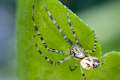 Tetragnathidae_9648