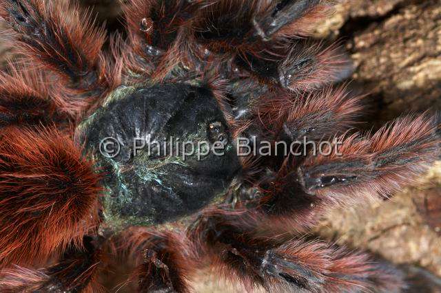 Theraphosidae_1002.JPG - France, Martinique, Theraphosidae, Mygale, Aviculaire antillaise ou Matoutou falaise (Avicularia versicolor), Antilles pinktoe tarantula, Martinique Red Tree Spider or Martinique pinktoe