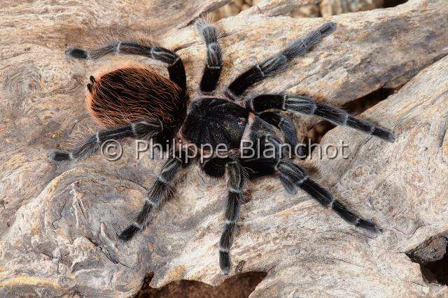 Theraphosidae_1611.JPG - Mexique, Araneae, Mygalomorphae, Theraphosidae, Mygale (Brachypelma vagans), Mexican red rump or Mexican black velvet