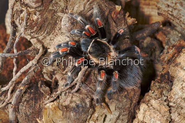Theraphosidae_1627.JPG - Mexique, Araneae, Mygalomorphae, Theraphosidae, Mygale (Brachypelma auratum), Mexican Flame knee (Brachypelma auratum), in "Portraits d'araignées" de Christine Rollard et Philippe Blanchot, ed. Quae