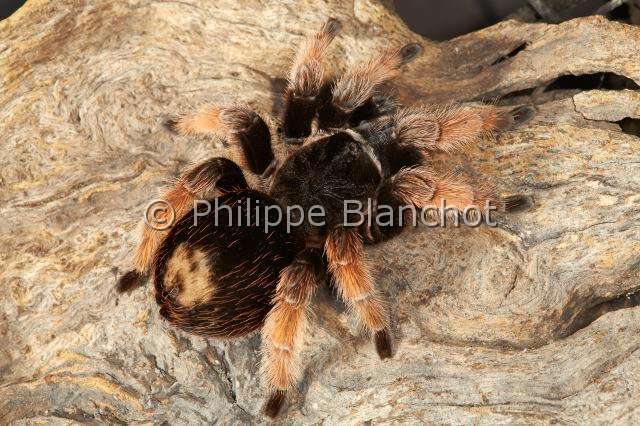 Theraphosidae_1664.JPG - Mexique, Araneae, Mygalomorphae, Theraphosidae, Mygale (Brachypelma klaasi), « calvitie » sur l'abdomen après avoir détaché avec ses pattes postérieures des poils urticants pour bombarder son agresseur, Tarantula, Mexican Pink, "bald" on the abdomen after removing its back legs with urticating hairs for bombarding his attacker, in "Portraits d'araignées" de Christine Rollard et Philippe Blanchot, ed. Quae