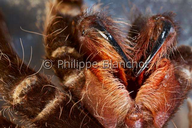 Theraphosidae_4366.JPG - France, Paris (75), Muséum national d'Histoire naturelle, Laboratoire d'arachnologie, Chélicères de mygale exotique de la familles des Theraphosidae, genre Brachypelma, araignée orthognathe, Chelicerae of exotic tarantulas, Theraphosidae, Brachypelma sp, Orthognathous spider