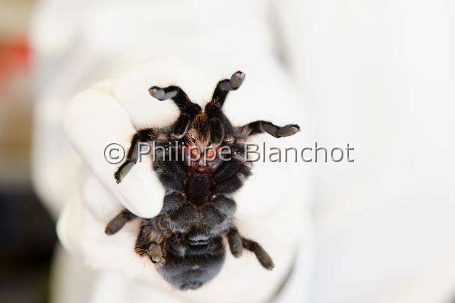 Theraphosidae_6139.JPG - France, Paris (75), Muséum national d'Histoire naturelle, manipulation de mygale, Brachypelma albopilosum (Theraphosidae), manipulation of tarantula