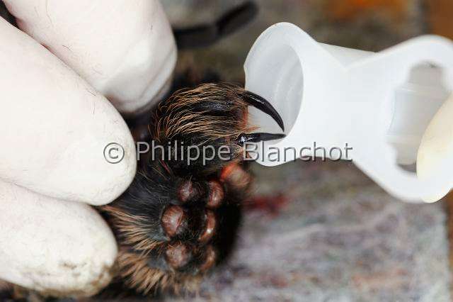 Theraphosidae_6231.JPG - France, Paris (75), Muséum national d'Histoire naturelle, manipulation et prélèvement de venin de mygale, Brachypelma albopilosum (Theraphosidae), manipulation and sampling on a tarantula venom