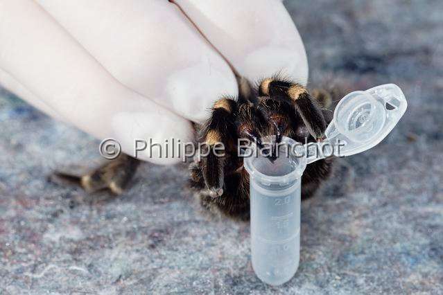 Theraphosidae_7380.JPG - France, Paris (75), Muséum National d'Histoire naturelle, Mygalomorphae, Theraphosidae, Araignée, Prélèvement de venin sur une Mygale à genoux rouges (Brachypelma smithi) d'origine Mexique, Levy venom on a Mexican redknee tarantula (Brachypelma smithi)