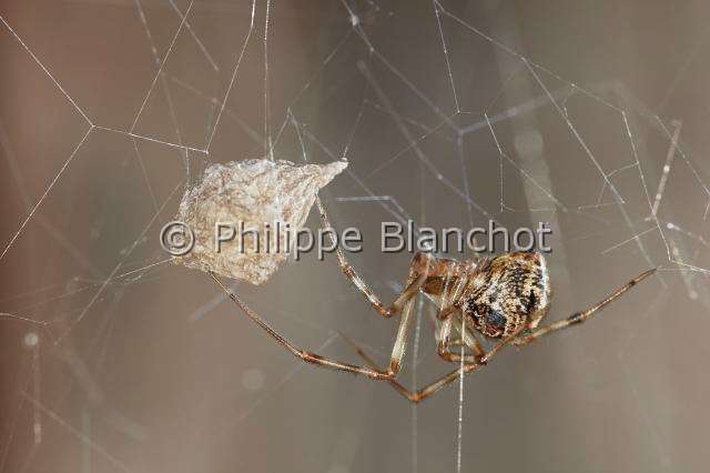 Theridiidae_0959.JPG - France, Araneae, Theridiidae, Araignée théridion (Parasteatoda tepidariorum = Achaearanea tepidariorum) sur sa toile protégeant son cocon, American house spider, in "Portraits d'araignées" de Christine Rollard et Philippe Blanchot, ed. Quae 