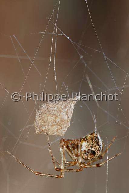 Theridiidae_0960-1.JPG - France, Araneae, Theridiidae, Araignée théridion (Parasteatoda tepidariorum = Achaearanea tepidariorum) sur sa toile protégeant son cocon, American house spider