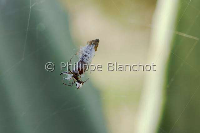 Theridiidae_0977.JPG - Portugal, Alentejo, Arraiolos, Araneae, Theridiidae, Araignée goutte de rosée (Argyrodes argyrodes), cleptoparasite de l'araignée Cyrtophora citricola, Dewdrop spider