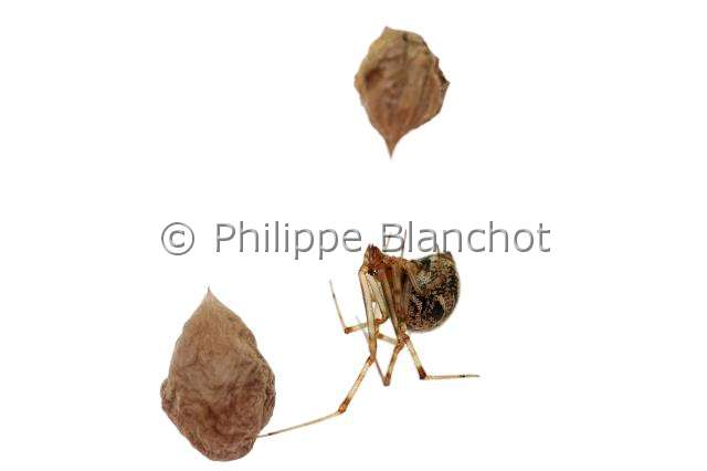 Theridiidae_1126-1.JPG - France, Araneae, Theridiidae, Araignée théridion (Parasteatoda tepidariorum = Achaearanea tepidariorum) sur sa toile protégeant ses cocons, American house spider