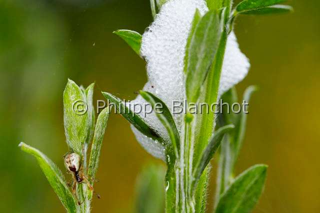 Theridiidae_3393.JPG - France, Morbihan (56), Hemiptera, Cercopidae, Crachat de coucou ou écume printanière, noms donnés aux amas spumeux sécrétés par les larves de nombreuses espèces de cercopes pour les protéger des prédateurs et assurer une humidité constante, à côté une Theridiidae, araignée théridion (Anelosimus crassipes), tangle web spider