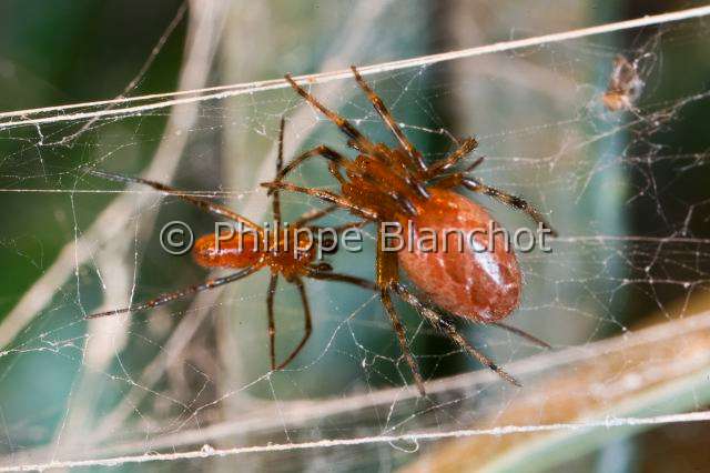 Theridiidae_4101.JPG - France, Guyane, Araneae, Theridiidae, Araignée sociale (Anelosimus eximius), mâle et femelle sur leur toile, in "Portraits d'araignées" de Christine Rollard et Philippe Blanchot, ed. Quae 