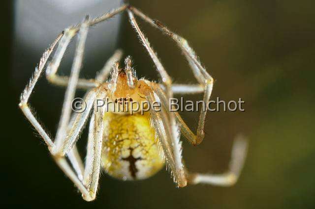 Theridiidae_5478.JPG - France, Araneae, Theridiidae, Araignée, Théridion (Enoplognatha ovata), portrait d'une femelle, Candy stripe spider, in "Portraits d'araignées" de Christine Rollard et Philippe Blanchot, ed. Quae 