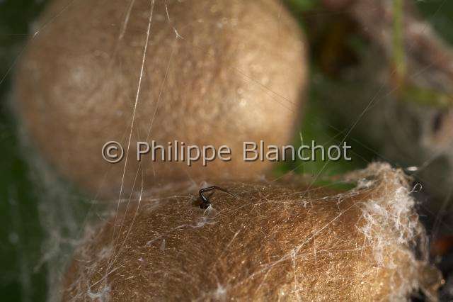 Theridiidae_6126.JPG - Italie, Araneae, Theridiidae, Araignée, Malmignatte, Veuve noire méditerranéenne ou Veuve noire d'Europe, jeunes émergeant du cocon (Latrodectus tredecimguttatus), Mediterranean black widow or Steppe spider, in "Portraits d'araignées" de Christine Rollard et Philippe Blanchot, ed. Quae 