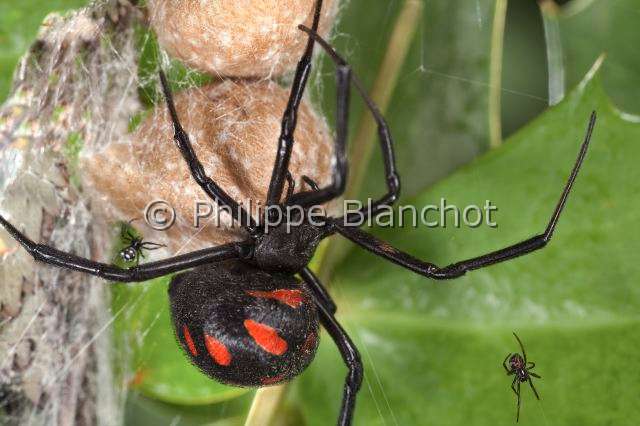Theridiidae_6163.JPG - Italie, Araneae, Theridiidae, Araignée, Malmignatte, Veuve noire méditerranéenne ou Veuve noire d'Europe, femelle protégeant son cocon (Latrodectus tredecimguttatus, Mediterranean black widow or Steppe spider, in "Portraits d'araignées" de Christine Rollard et Philippe Blanchot, ed. Quae 
