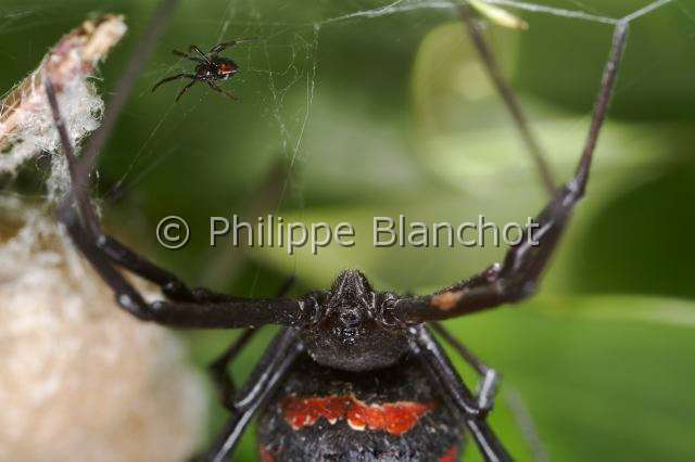 Theridiidae_6236.JPG - Italie, Araneae, Theridiidae, Araignée, Malmignatte, Veuve noire méditerranéenne ou Veuve noire d'Europe, femelle protégeant son cocon (Latrodectus tredecimguttatus, Mediterranean black widow or Steppe spider