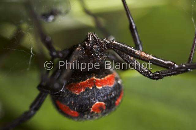 Theridiidae_6269.JPG - Italie, Araneae, Theridiidae, Araignée, Malmignatte, Veuve noire méditerranéenne ou Veuve noire d'Europe (Latrodectus tredecimguttatus), Mediterranean black widow or Steppe spider, in "Portraits d'araignées" de Christine Rollard et Philippe Blanchot, ed. Quae 