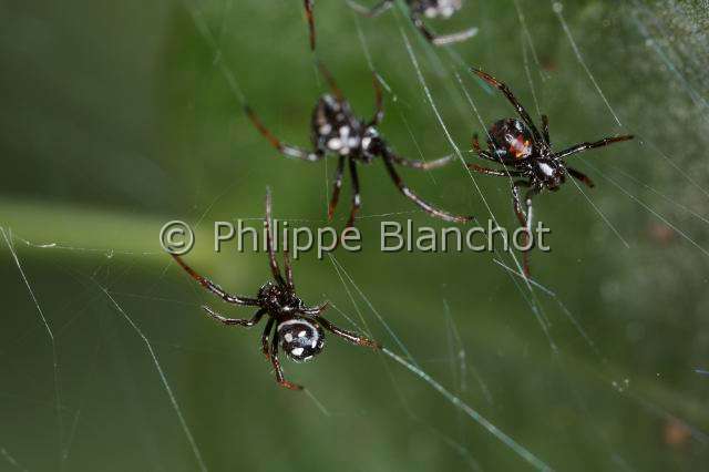 Theridiidae_6321.JPG - Italie, Araneae, Theridiidae, Araignée, Malmignatte, Veuve noire méditerranéenne ou Veuve noire d'Europe (Latrodectus tredecimguttatus), bébés-araignées peu après l'émergence du cocon, Mediterranean black widow or Steppe spider