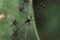 Theridiidae_6169
