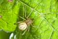 Theridiidae_8842