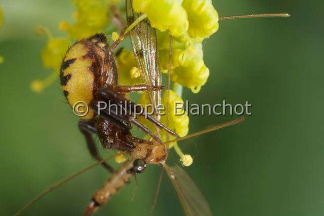 Thomisidae_1252.JPG - France, Araneae, Thomisidae, Araignée-crabe, Thomise globuleuse ou Araignée Napoléon (Synema globosum) mordant une tipule, Crab spider, in "Portraits d'araignées" de Christine Rollard et Philippe Blanchot, ed. Quae