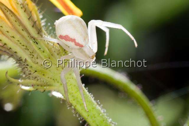 Thomisidae_1549.JPG - France, Araneae, Thomisidae, Thomise variable ou Araignée-crabe des fleurs (Misumena vatia), forme blanche, Goldenrod crab spider or Flower crab spider