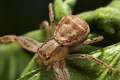 Thomisidae_9988-1