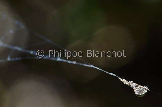Uloboridae_4550.JPG - France, Pyrénées-Atlantiques (64), Uloboridae, Araignée triangle ou Hyptiote (Hyptiotes paradoxus) sur sa toile, Triangle spider