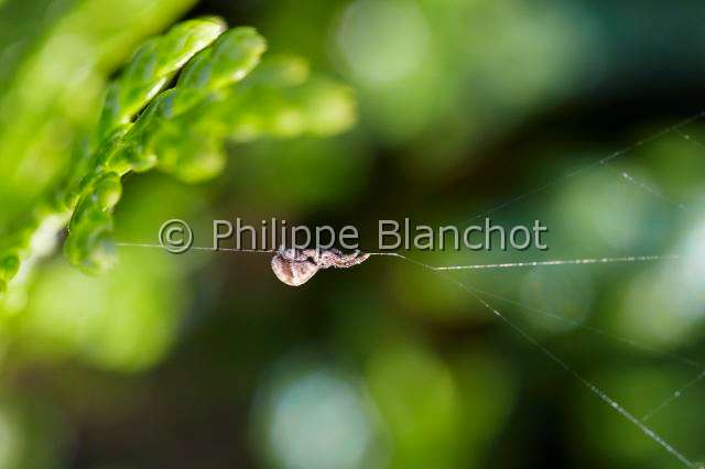 Uloboridae_4632.JPG - France, Pyrénées-Atlantiques (64), Uloboridae, Araignée triangle ou Hyptiote (Hyptiotes paradoxus) sur sa toile, Triangle spider