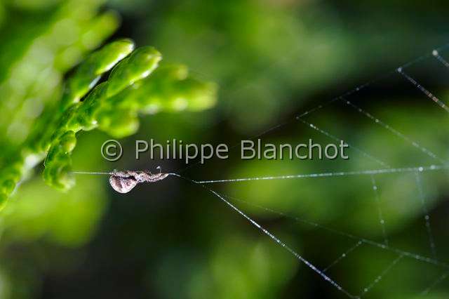 Uloboridae_4645.JPG - France, Pyrénées-Atlantiques (64), Uloboridae, Araignée triangle ou Hyptiote (Hyptiotes paradoxus) sur sa toile, Triangle spider, in "Portraits d'araignées" de Christine Rollard et Philippe Blanchot, ed. Quae