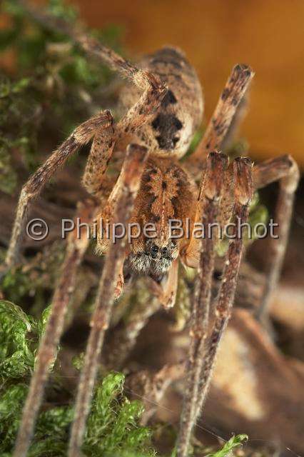 Zoropsidae_0779.JPG - France, Araneae, Zoropsidae, Araignée Nosfératu (Zoropsis spinimana), mâle//France, Araneae, Zoropsidae, Mediterranean wandering wolf spider or Garage spider (Zoropsis spinimana), male
