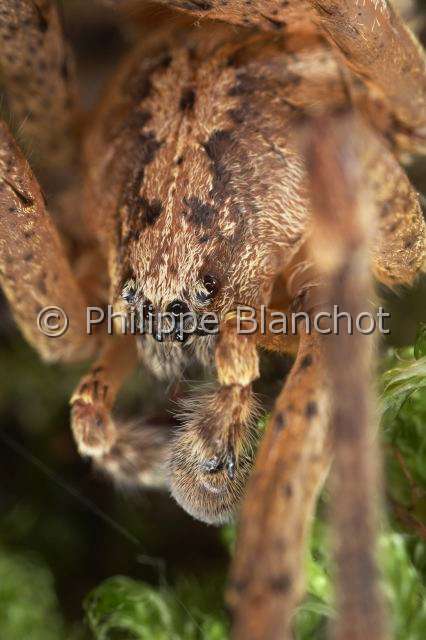 Zoropsidae_0887.JPG - France, Araneae, Zoropsidae, Araignée Nosfératu (Zoropsis spinimana), portrait du mâle, Mediterranean wandering wolf spider or Garage spider, in "Portraits d'araignées" de Christine Rollard et Philippe Blanchot, ed. Quae