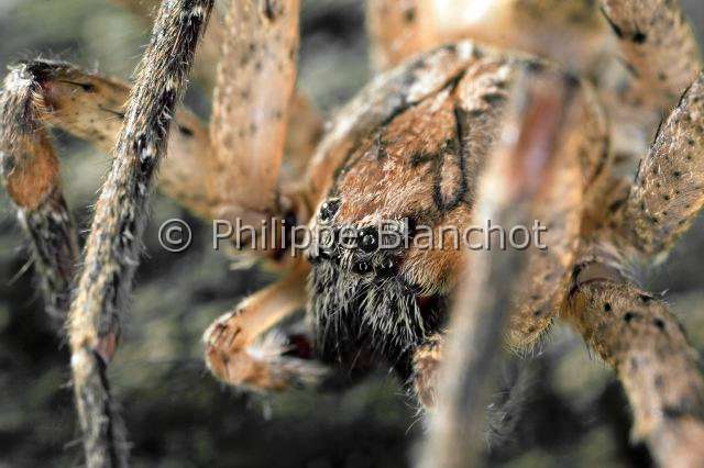 Zoropsidae_zoropsis-2.JPG - France, Oise (60), Araneae, Zoropsidae, Araignée Nosfératu (Zoropsis spinimana), mâle//France, Oise, Araneae, Zoropsidae, Mediterranean wandering wolf spider or Garage spider (Zoropsis spinimana), male