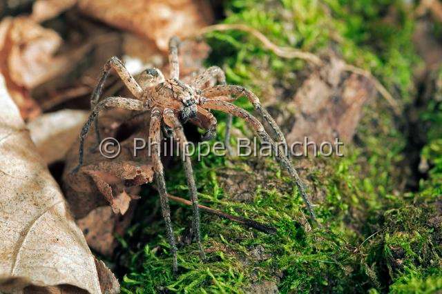 Zoropsidae_zoropsis.JPG - France, Oise (60), Araneae, Zoropsidae, Araignée Nosfératu (Zoropsis spinimana), mâle//France, Oise, Araneae, Zoropsidae, Mediterranean wandering wolf spider or Garage spider (Zoropsis spinimana), male