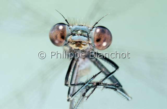 coenagrion.JPG - Agrion, Demoiselle (portrait)DamselflyOdonata, CoenagrionidaeFrance