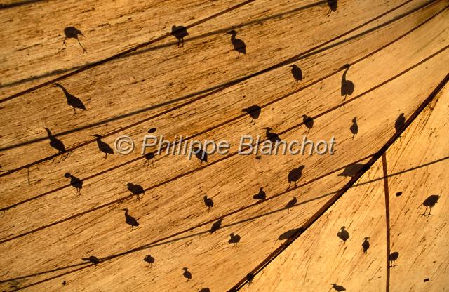 aigrette.JPG - Aigrettes en ombre chinoiseReef EgretEgrettaThe Rainforest Habitat Wildlife SanctuaryPort DouglasQueenslandAustralie