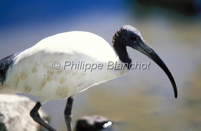 ibis.JPG - Ibis à cou noirAustralian IbisThreskiornis moluccaThe Rainforest Habitat Wildlife SanctuaryPort DouglasQueenslandAustralie